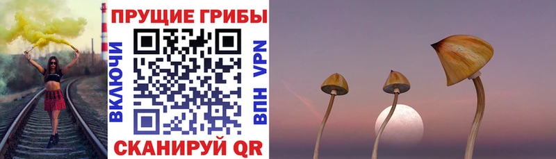 Галлюциногенные грибы Psilocybine cubensis  Купить где  Богучар 